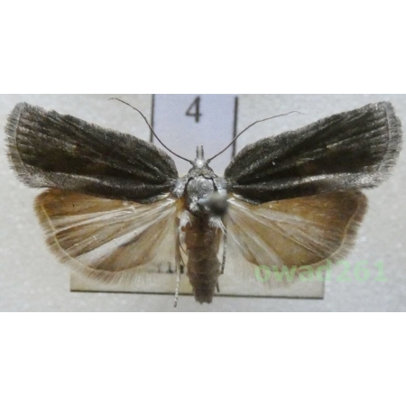 Nycteola revayana (Scopoli, 1772) Czech4